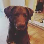 JoFox - @jofox605 - Instagram