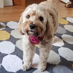 Jo Fraser - @tidytailsbyjo - Instagram