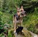 Jo Fraser Dog Training - Facebook
