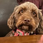 Jo Glover - @jo_poppy_and_fergus - Instagram