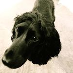 Jo Goddard - @joandrufus - Instagram