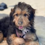 Josh Goldstein - @jogoldstein12 - Instagram