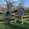 goose - @joe.greco13 - TikTok