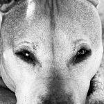 Jo Harden - @bondi_beasties - Instagram