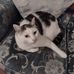 Joy Harmer - Facebook