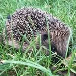 Jo Harper - @joharper338 - Instagram