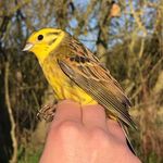 Jo Hood - @jo_birding - Instagram