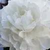 Betty Jo Huber - @bettyjo1971 - TikTok