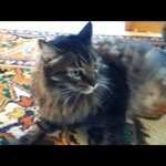 jo  b iverson - @joberg1956 - Instagram