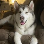 Jo Kenyon - @mallymum - Instagram