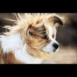 Joanna Kimball - @rufflyspeaking - Instagram