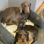 Jo Langley-Hobbs - @mousemonkeybear - Instagram