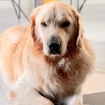 Jo Malone - @jomalonegolden - Instagram