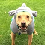 Jo McDermott - @billysharkdog - Instagram