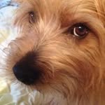 Jo Mckenzie - @canine_friends - Instagram