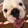 Maggie Jo Meadows - @maggie.the.dancing.dog - TikTok