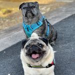 Jo Melton - @jugpugs_frank_poppy - Instagram