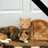 Jo Nicholls - @jo.nicholls4 - TikTok