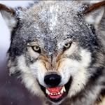Josiah - @jo_oswald_147 - Instagram