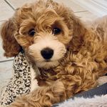 Jo Parks - @ruthiebabydoodle - Instagram