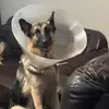 DogMother House - @samanthajopickett - TikTok