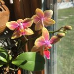 Donna Jo Pickett - @donnajopickett - Instagram