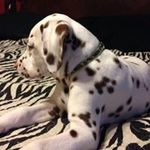 Jo Pierce - @jojo2559 - Instagram