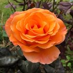 Jo Purvis - @danjopurvis - Instagram