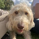 Nelson Johnston-Riches - @nelsonjohnstonriches - Instagram