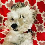 Jo Ritchie - @jo.ritchie.543 - Instagram