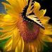 Jo Roland - Facebook