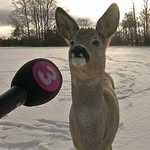 Jónás Roland - @jorolands - Instagram