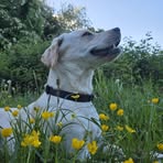 Jo-Ann Schwarz - Facebook