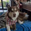 Leonardo The Husky - @leonardojoshaw - TikTok