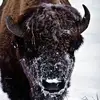 Joe Shearer - @joe.shearer - TikTok