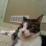 my name is jojo the jaguar - @joselyn.shearer - Instagram