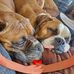 JoAnn Kaminski Shoesmith - Facebook