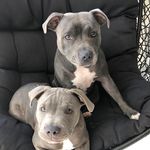 Jo Sumner - @indigo.zeus.staffies - Instagram