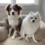 Juno + Josie Trout - @junojosietrout - Instagram