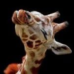 Jo Wagoner - @giragonfly - Instagram