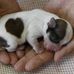 Jo Whittington - Facebook