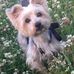 Joanne Wiseman - Facebook