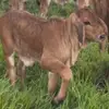 Joan Alonso 🐂❤️‍🩹🐎 - @joan.alonso94 - TikTok