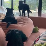 |Joan, Archie, Lebron, and Karen| - @threedogsonetortoise - Instagram