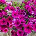 Joan Frey Arrington - Facebook