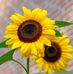 Joan Bater - Facebook