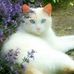 Joan Ballou - Facebook
