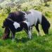 Joan Barr - Facebook