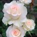 Joan Blanchard - Facebook