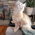 Joan Marie Bourque - @joanmariebourque - Instagram